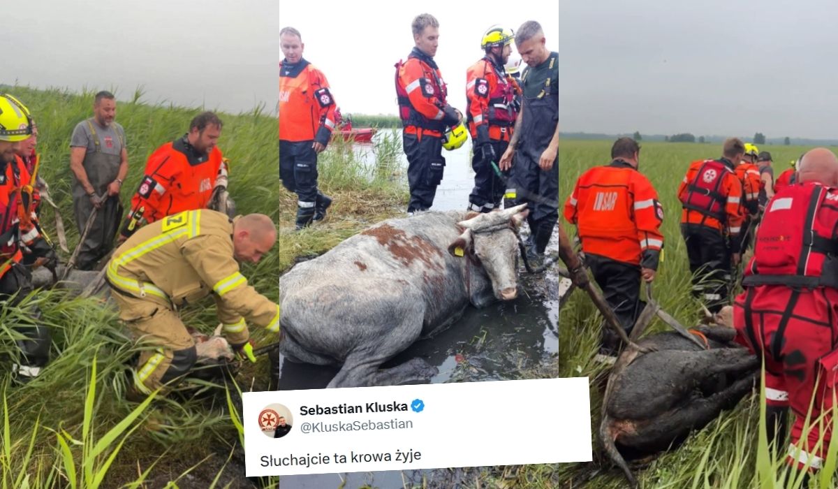 Ratownicy uratowali krowę, która chciała popływać w jeziorze, ale wypłynęła za daleko