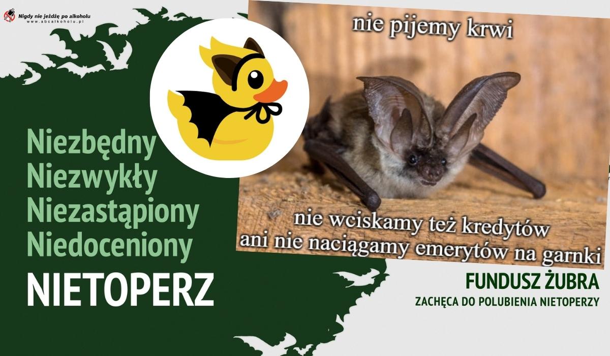 Fundusz Żubra chce ocieplić wizerunek nietoperzy, a my mu pomagamy, bo nietoperze są fajne