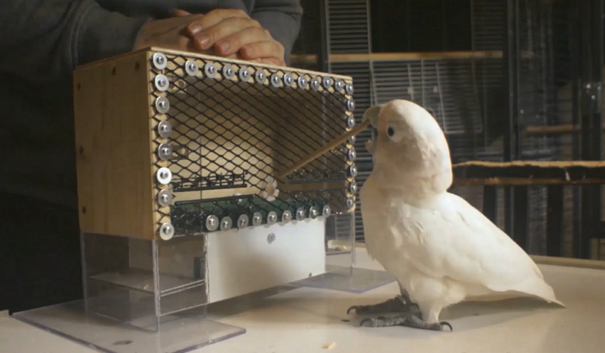 Badania wykazały, że papugi Kakadu radzą sobie lepiej z golfem od 7-latków