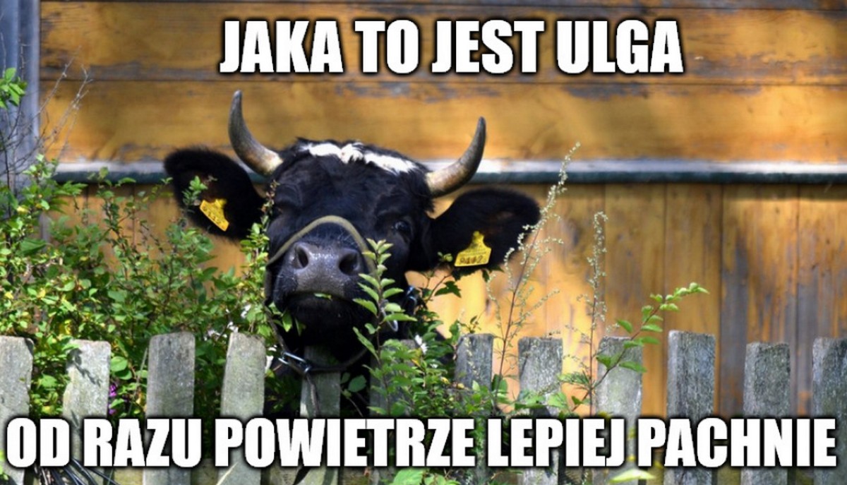 Startup stworzył suplement, dzięki któremu krowy będą puszczały mniej bąków