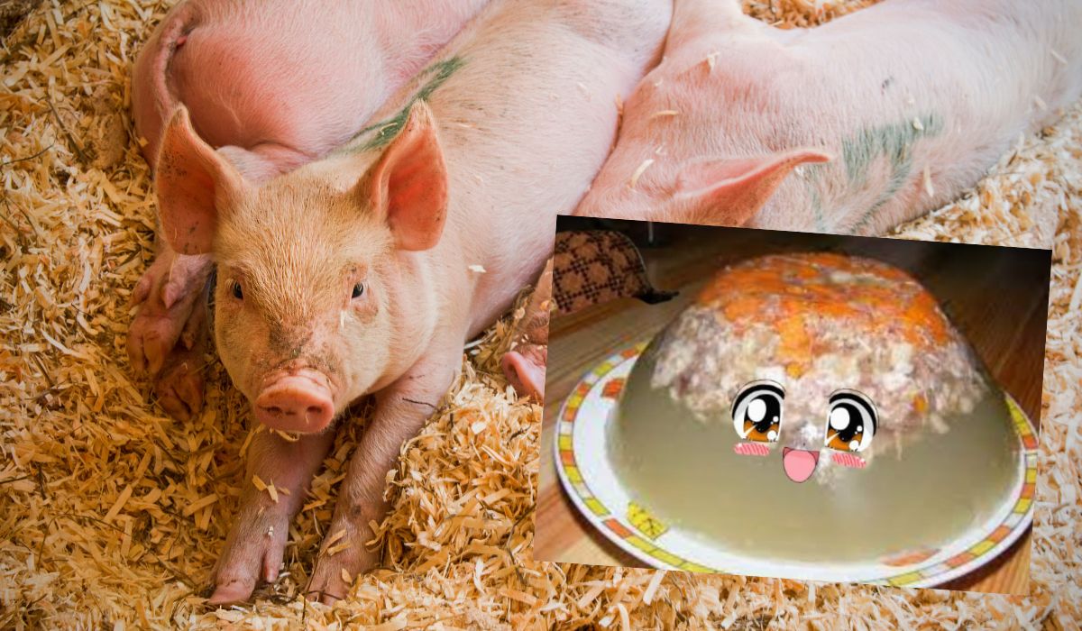 Galareta Gate: prokuratura opisuje warunki, w których małżeństwo przerabiało mięso jako skandaliczne