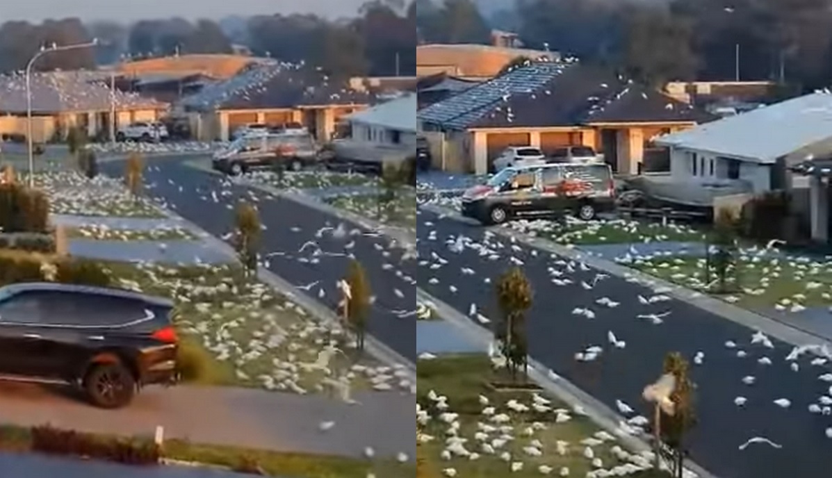 Australijskie przedmieścia zmagają się z plagą papug