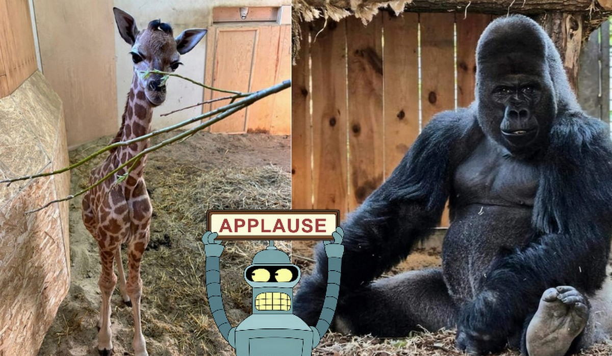 Ogrody zoologiczne przyjmą zwierzęta ewakuowane z ZOO, które może dotknąć powódź