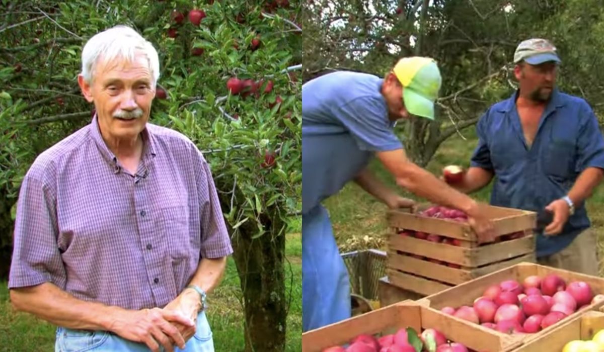 79-letni emerytowany inżynier ma nietypowe hobby: uratował już 1200 odmian jabłek