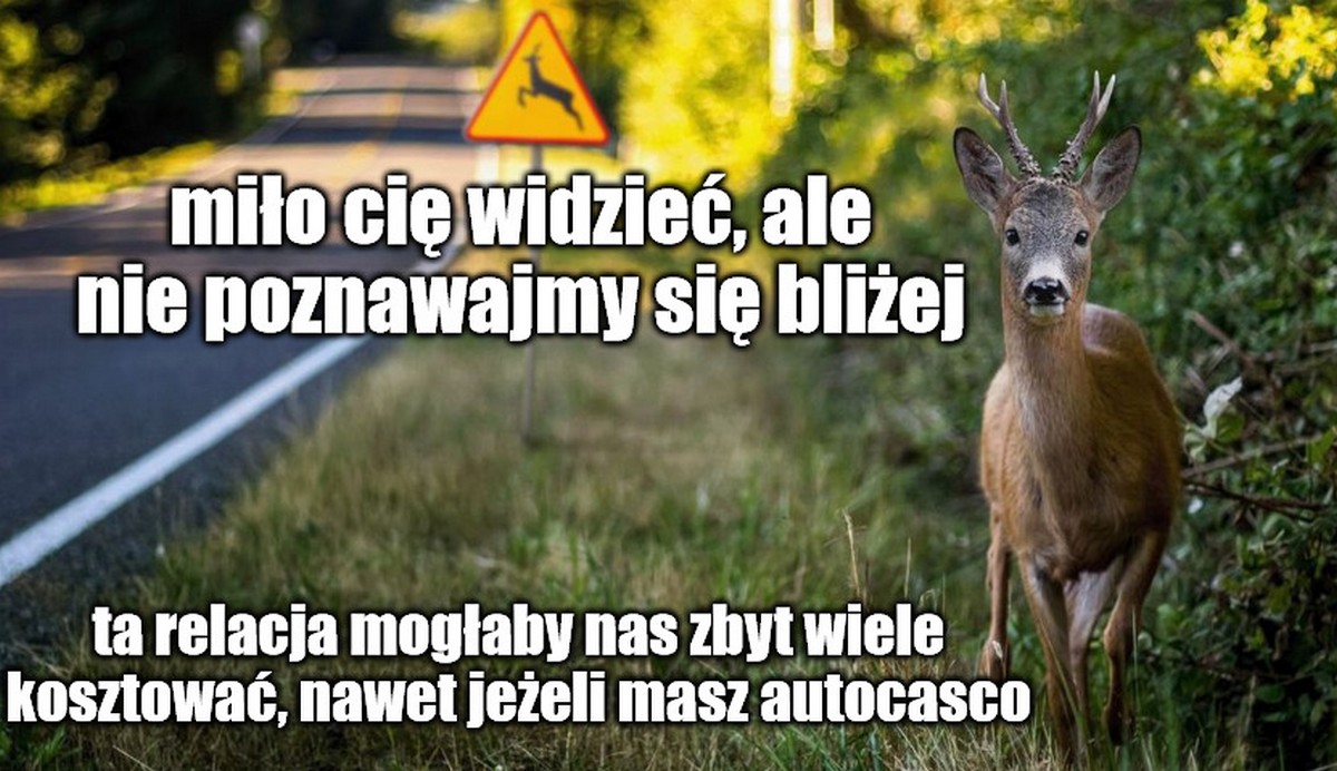 Fundusz Żubra pomoże stworzyć mapę wypadków, żeby poprawić bezpieczeństwo zwierząt na drogach