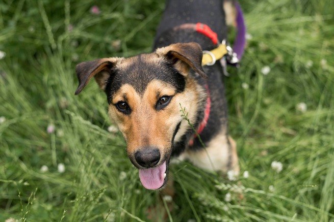 Wzrost adopcji zwierząt, schronisko na Paluchu puste jak nigdy