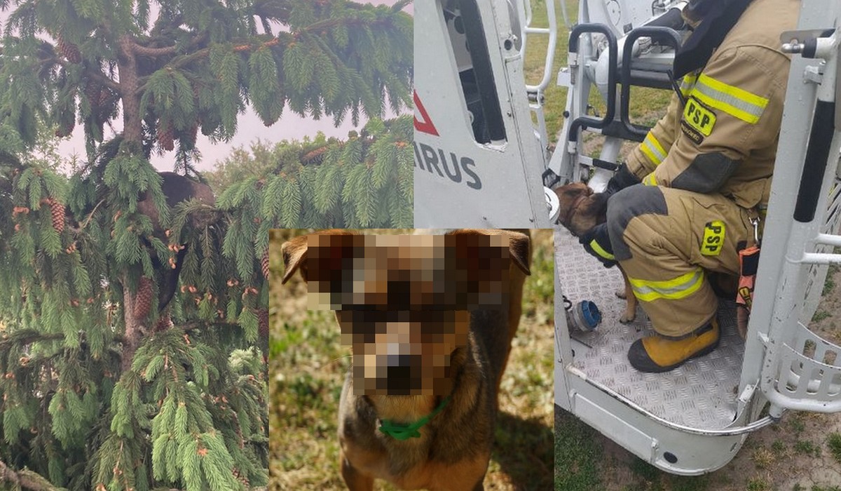 Mokronosy: pies zapędził się za kotem, wlazł aż 20 metrów na drzewo i musiała go ratować straż pożarna