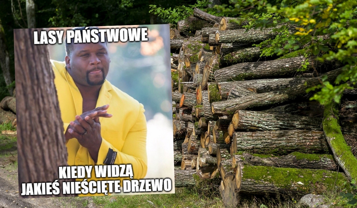 Branża drzewna jest przekonana, że Lasy Państwowe coś kombinują, bo powinno być znacznie więcej drewna na rynku niż jest