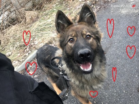 Mania wytropiła chuligana już pierwszego dnia służby. Boże, jaka fajna psina