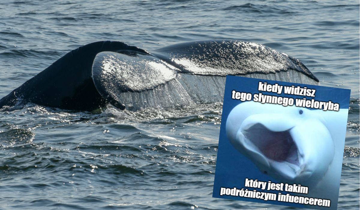 Humbak powsinoga zaskoczył naukowców, przebył najdłuższą trasę w historii badanych płetwali