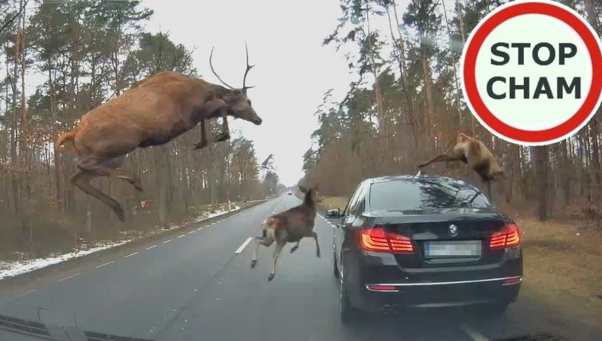 Pułtusk: stado jeleni przebiegło przez drogę, część z nich przeskakiwała przez jadące BMW