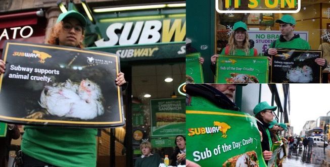UK: Subway z tytułem "najokrutniejszej firmy", za nic nie chcą poprawić losu kurczaków