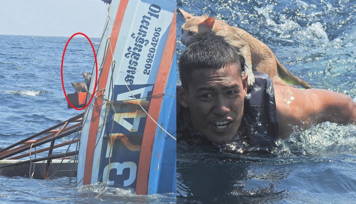 Tajlandia: okręt wojenny przeprowadził udaną akcję ratunkową kitków na morzu tonących