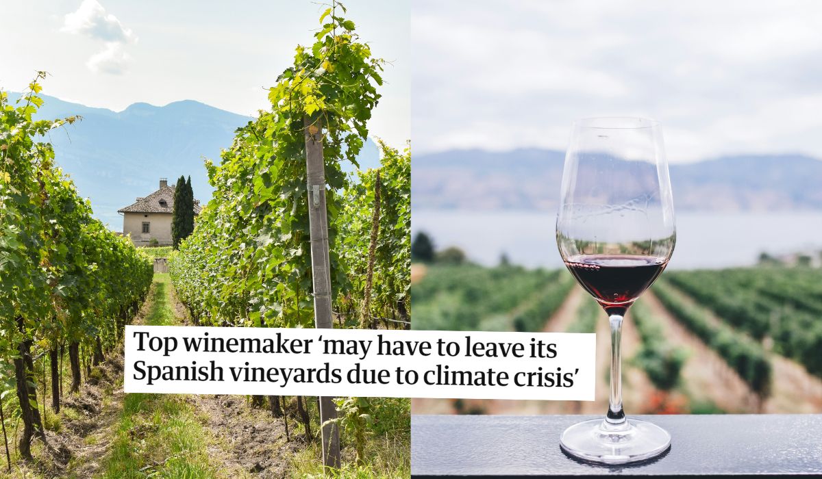 Hiszpania: czołowy producent wina rozważa przeprowadzkę z powodu wyraźnych zmian klimatu