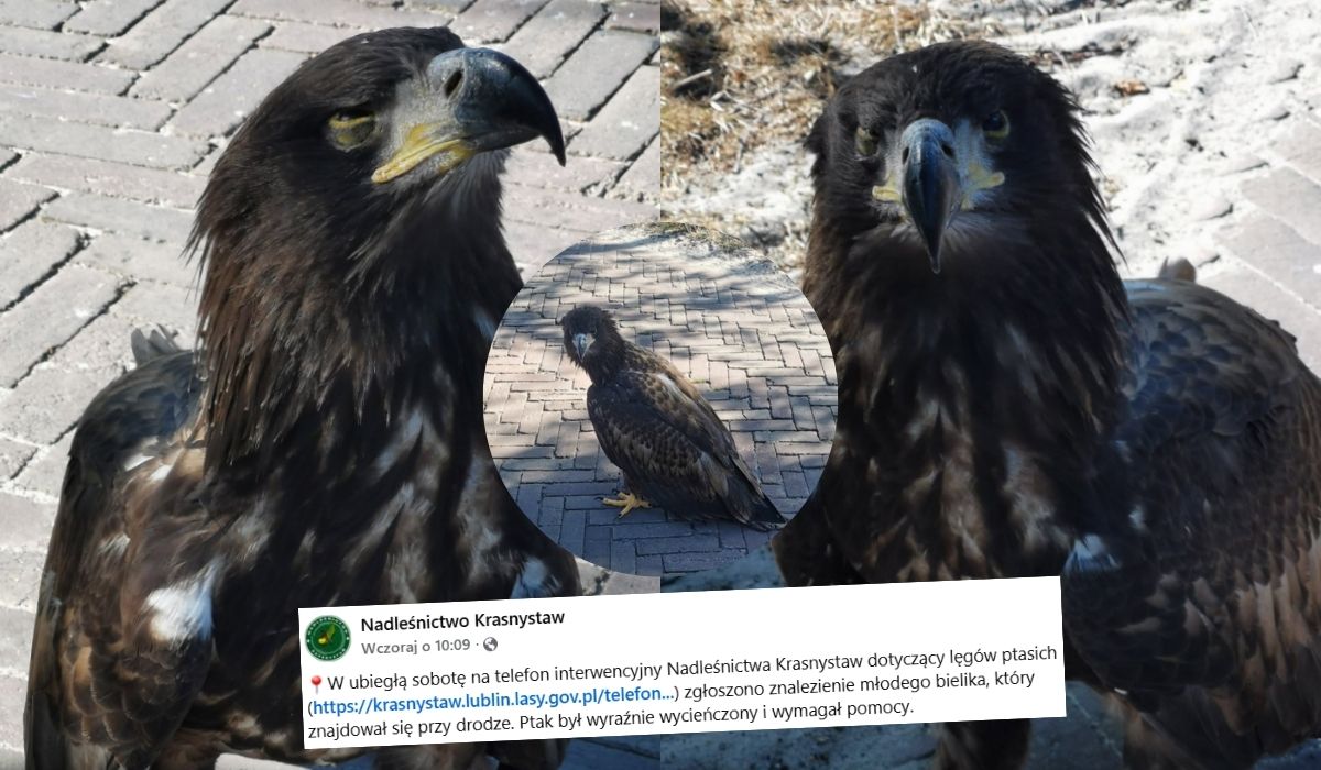 Młody, ale strasznie zmęczony jak my wszyscy bielik został uratowany w Lublinie