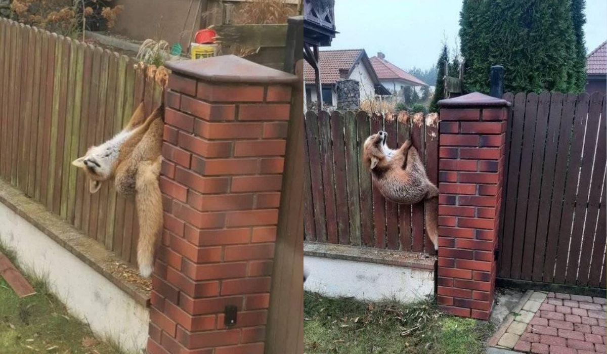 Lis podczas napadu utknął między sztachetami, ale uratowali go strażacy i czeka go uczciwy proces