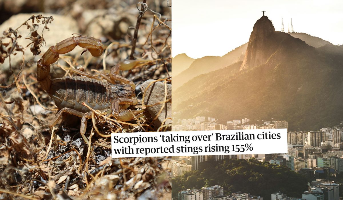 Brazylia: chaos miejski sprzyja skorpionom, w ostatnich lat wzrost incydentów o 155%