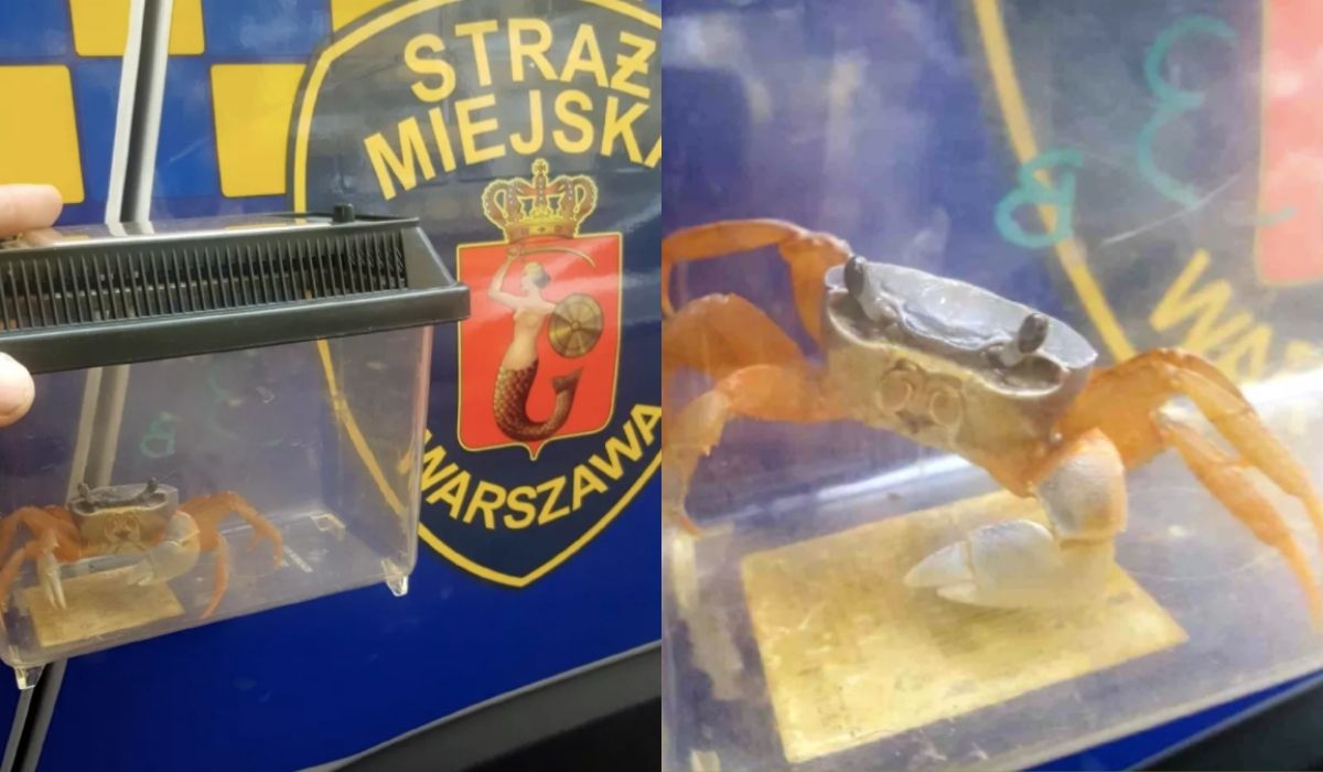 Warszawa: jakiś krab zamieszkał w pionie kanalizacyjnym jednego z bloków i nie płacił czynszu 