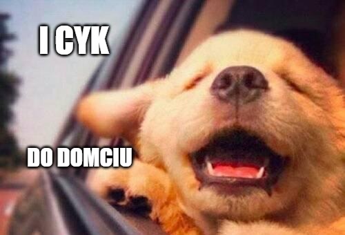 Kalifornia zaczyna walkę z psimi hodowlami. "Prawo Lucy" faworyzuje adopcje ze schroniska