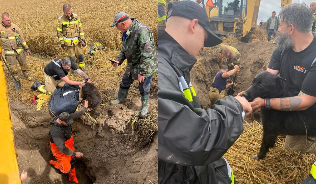 Poznań: strażacy po sześciu godzinach walki wydostali pieski, które utknęły w kanale, a do tego zaczęło padać