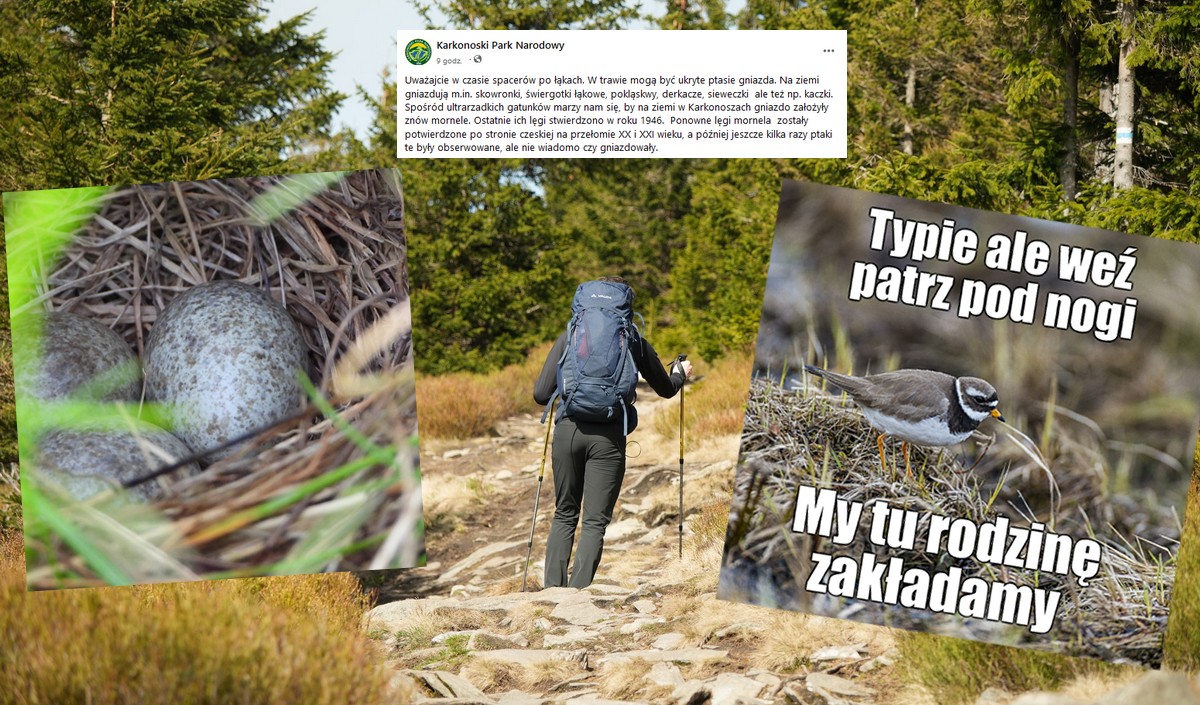 Karkonoski Park Narodowy przypomina, że ptaki gniazdują nie tylko na drzewach i żeby patrzeć pod nogi