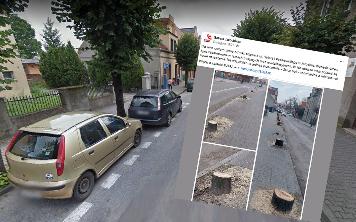 Jarocin: burmistrz tłumaczy, że może i wycięto 120 drzew, ale tylko na chwilę