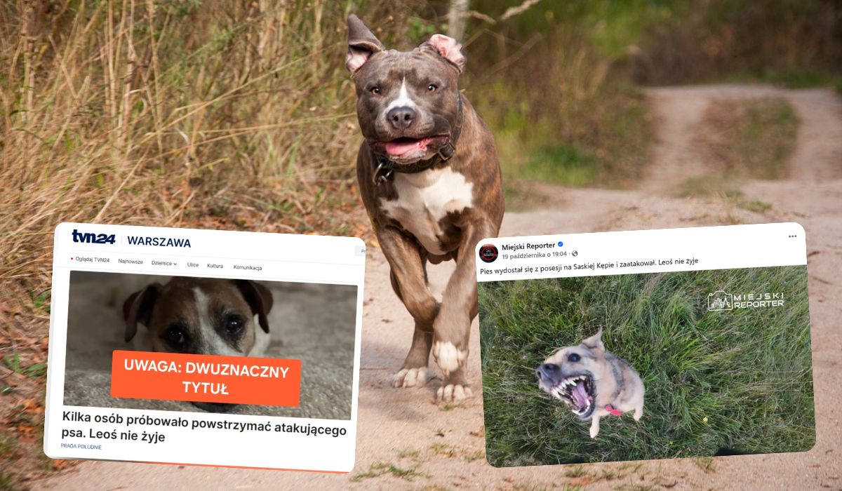 Clickbait Alert: media podały news o psie Leosiu, jakby chodziło o dziecko