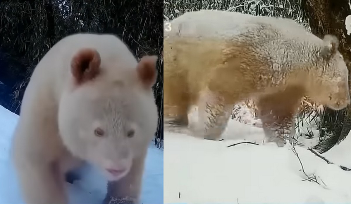 Prawdopodobnie jedyna żyjąca panda albinos została nagrana w naturalnym środowisku