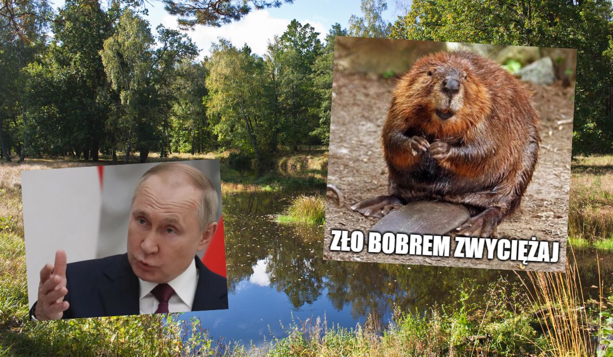 Ukraińcy wojskowi uspokajają, że nie będzie ataku z Białorusi, między innymi dzięki bobrom