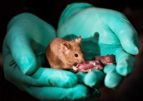 Myszy tej samej płci mogą już mieć dzieci:rainbow: