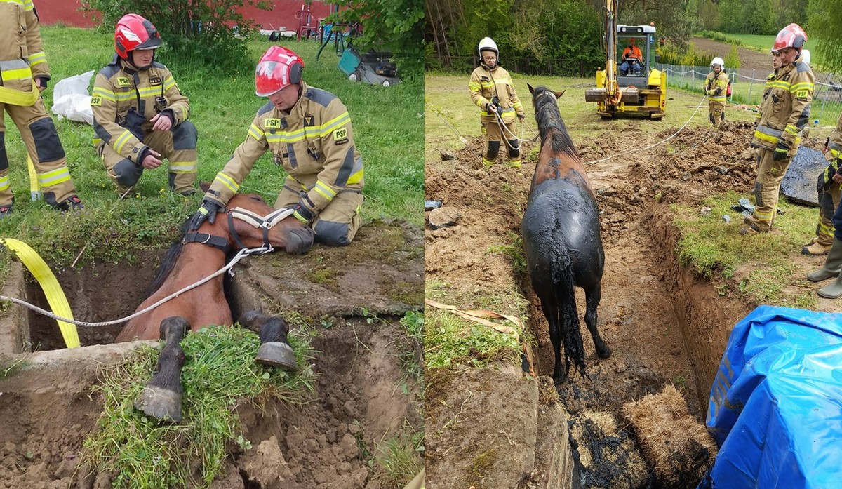 Strażacy ze Strzyżowa uratowali strapionego konia, który wpadł do dziury