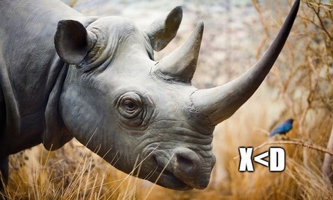 Kłusownik w RPA chciał zabić nosorożca. Stratował go słoń, a potem zjadły lwy