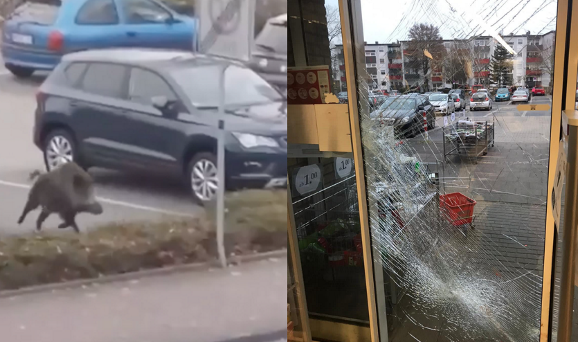 Niemcy: dzik wpadł do centrum handlowego. Ludzie uciekali, bo dzik był dziki i zły i miał bardzo ostre kły