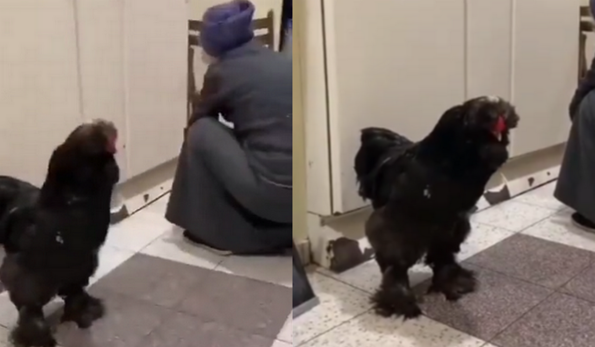 Starsza pani, uciekając z Mariupola, wzięła ze sobą koguta, bo w ciężkich chwilach był najlepszym i jedynym przyjacielem