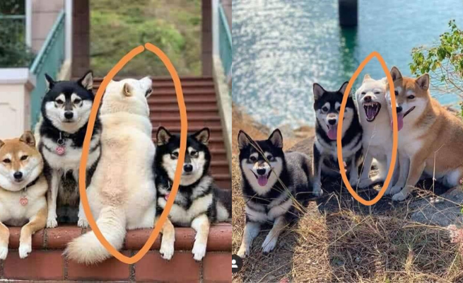 Pośród fotogenicznych psów jeden robi głupie miny, piesku ogarnijże się