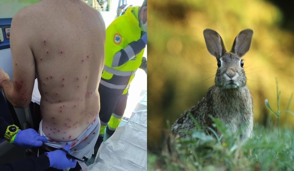 Hiszpania: myśliwy pomylił rowerzystę z królikiem i wygarnął do niego ze śrutówki