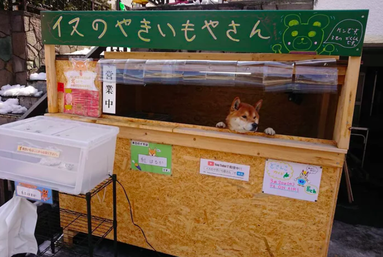Japonia: wytresowany pieseł prowadzi stoisko ze słodkimi ziemniakami