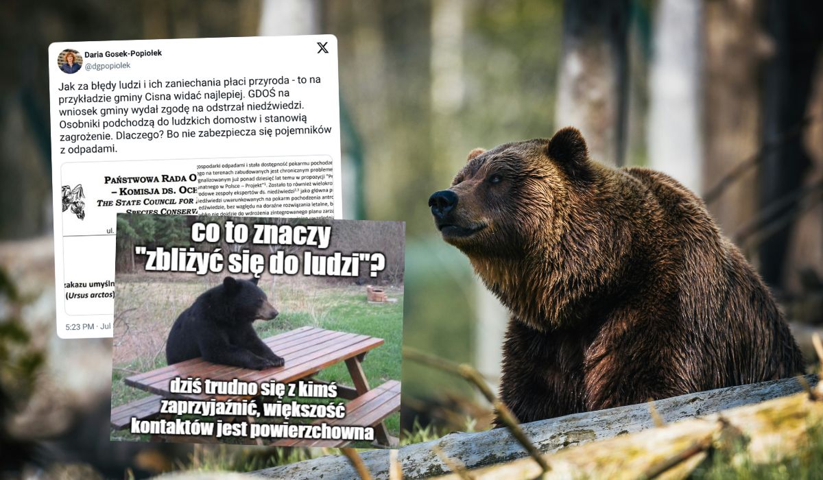 Pomimo krytyki, wydano decyzję zezwalającą na odstrzał niedźwiedzi w Bieszczadach, jeżeli będą zbliżać się do ludzi