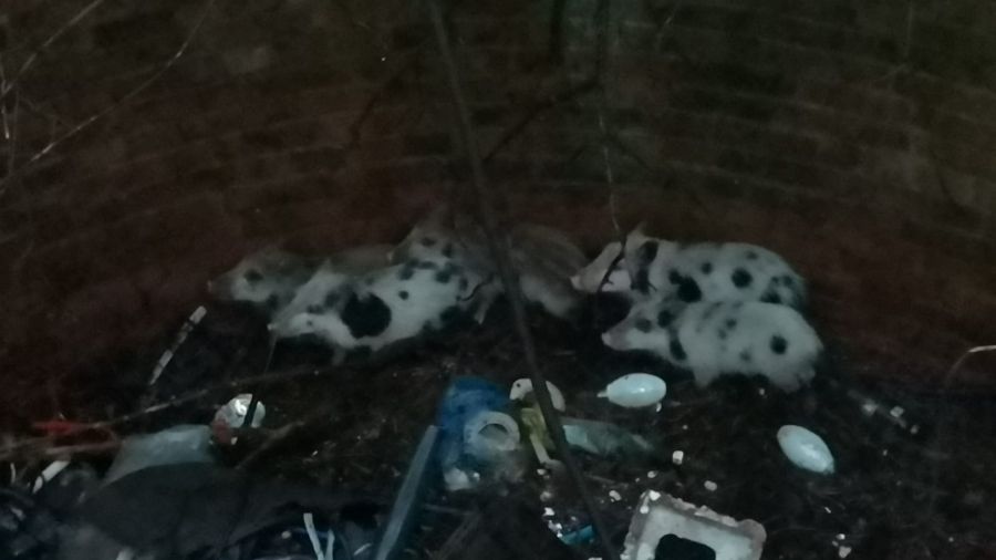 Kluczbork: strażacy uratowali stadko małych dzików, które wpadły do silosu