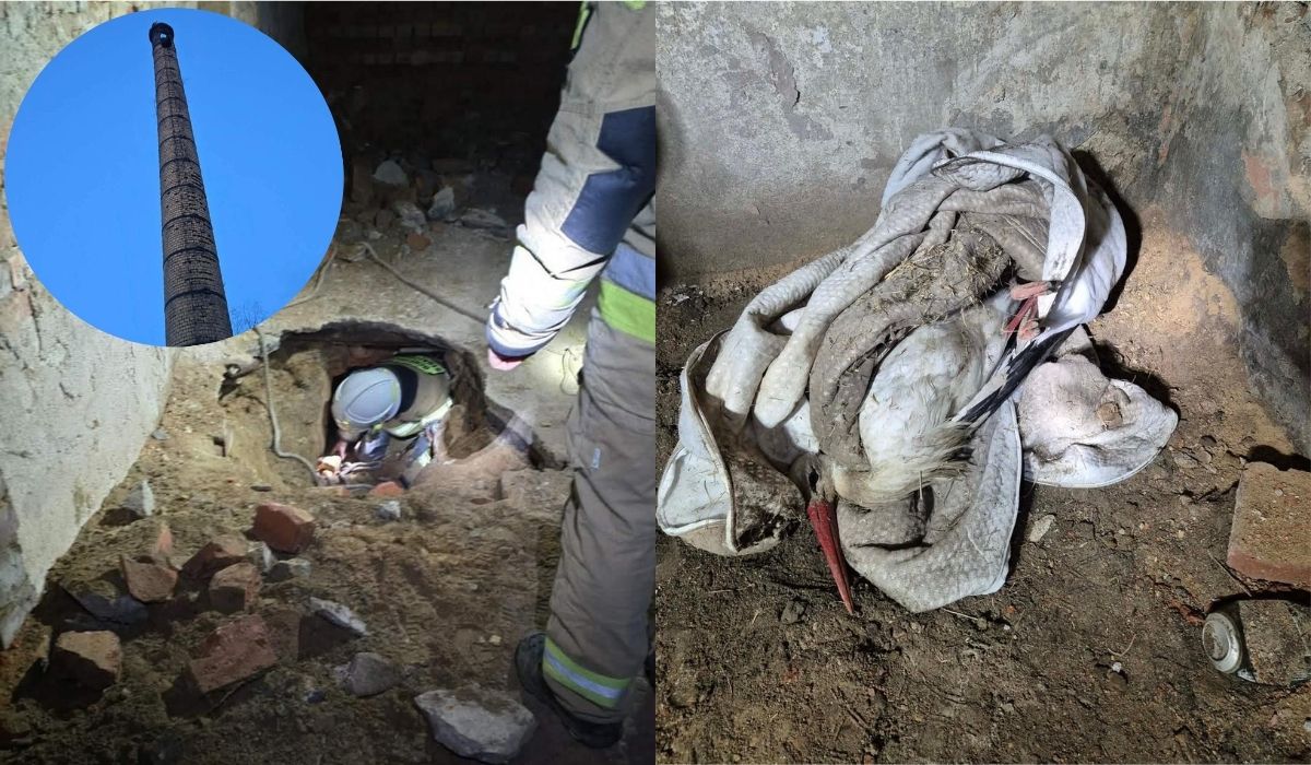 Pobiedna: strażacy uratowali bociana, który się zagapił i wpadł do komina