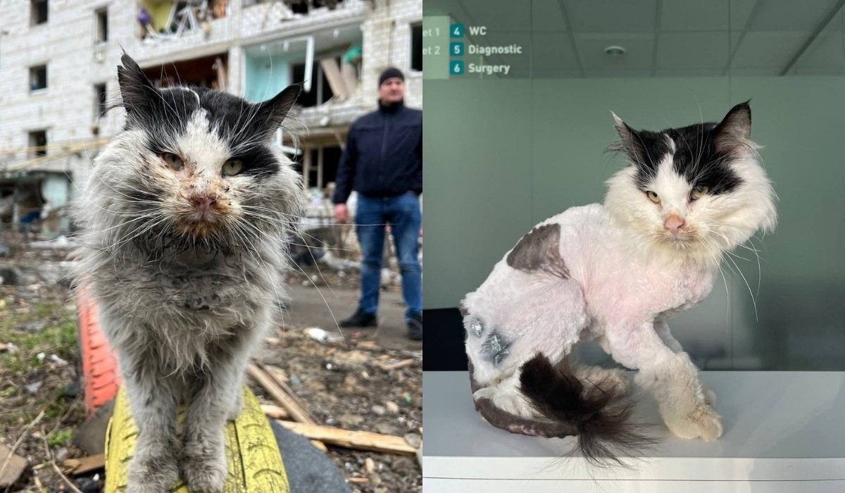 W Borodziance spod gruzów uratowano kota i został on oficjalnym mieszkańcem ukraińskiego ministerstwa
