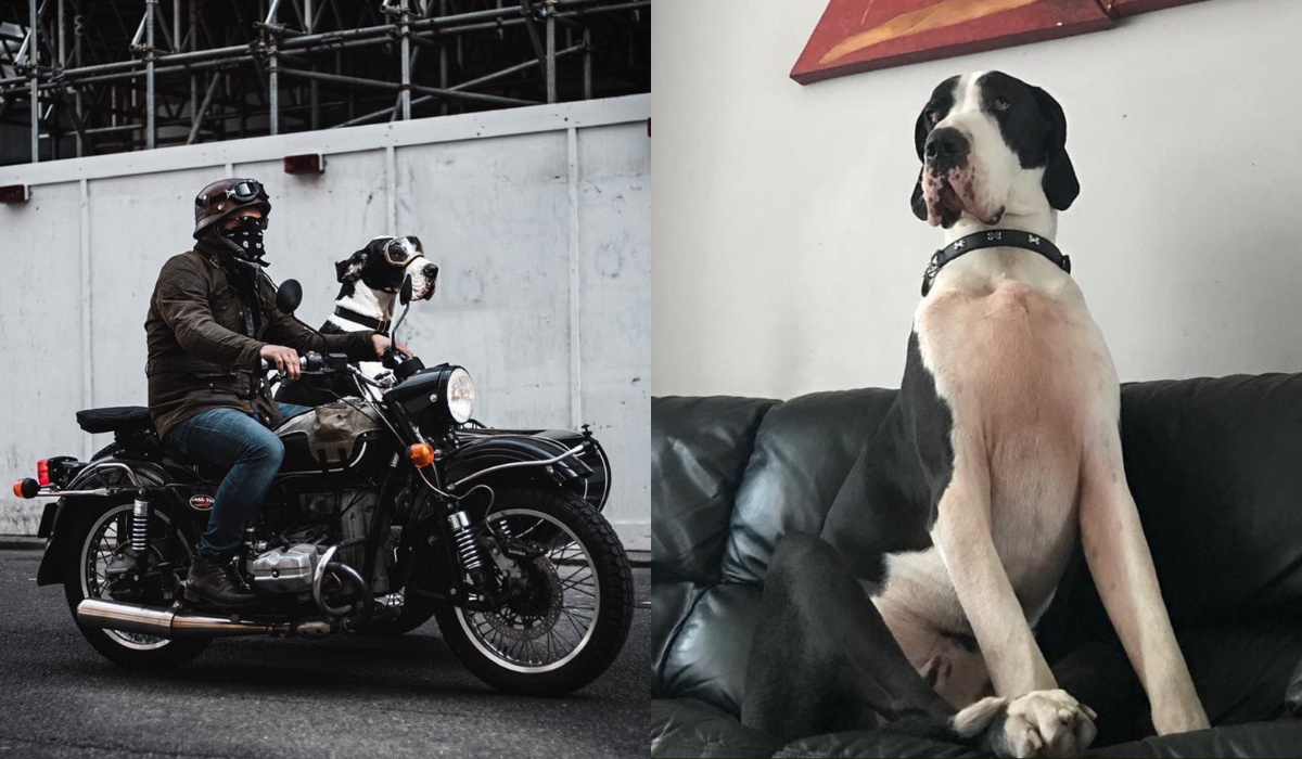 Największy pies w Londynie jest tak duży, że dzieci mylą go z krową