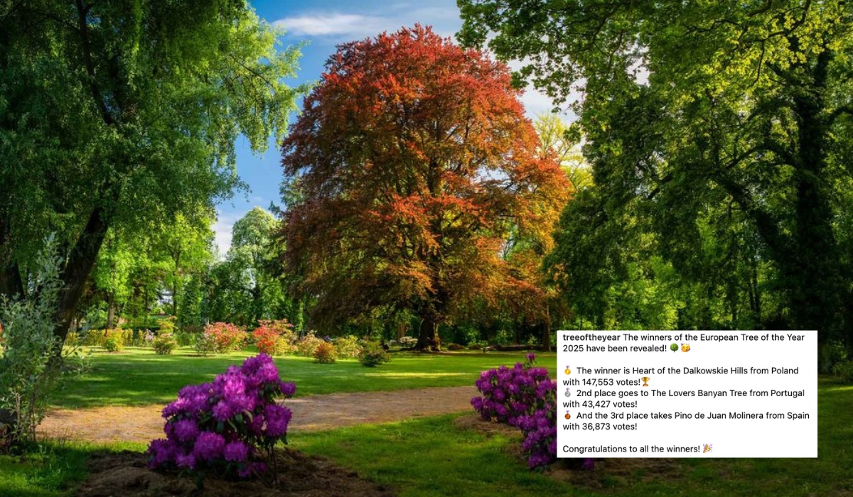 Polski buk został Europejskim Drzewem Roku 2025 po ciężkiej walce z innymi drzewami
