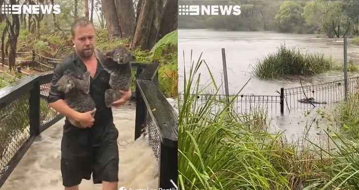 Australia: po pożarach przyszły ulewy i powodzie. Ewakuowano zwierzęta z zoo w pobliżu Sydney