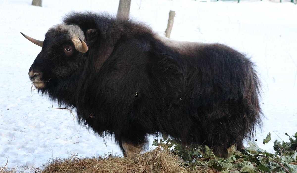 Gdańsk: do zoo trafił pierwszy w Polsce piżmowół arktyczny