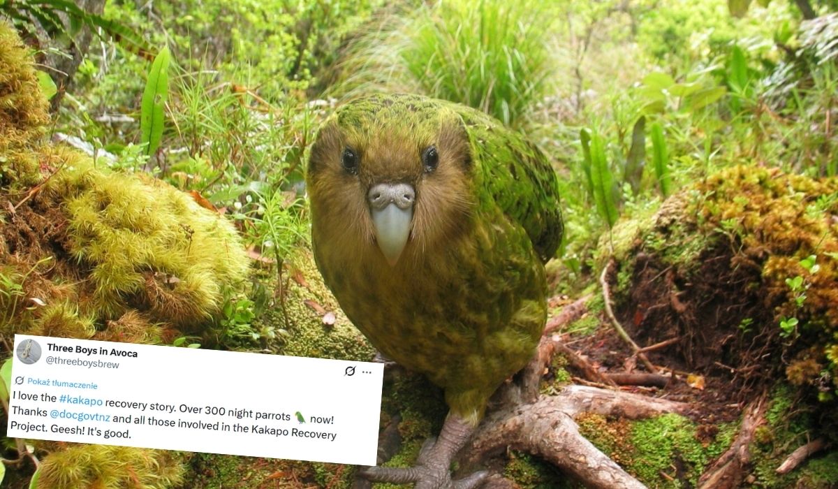 Udało się ocalić kakapo, zagrożony gatunek najdorodniejszych papug na świecie