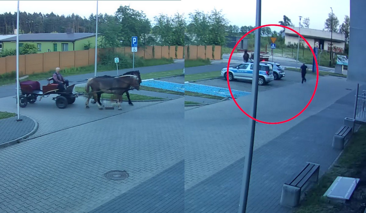 Poddębice: trzeźwe konie przywiozły pijanego woźnicę na komendę