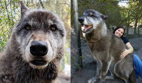 Uratowany półwilk został gwiazdą sanktuarium dla wilków 