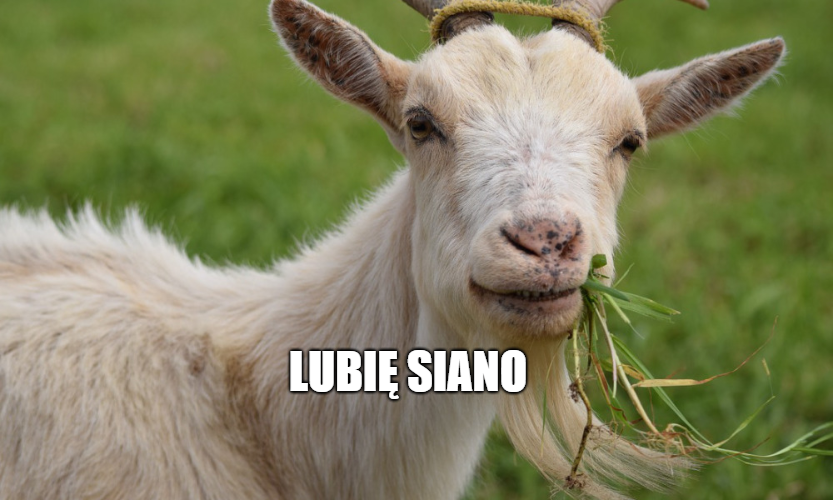 Koza zjadła 20 tysięcy euro, ale do grobu ich nie weźmie