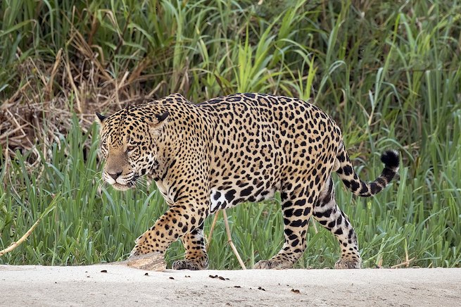 Populacja zagrożonego jaguara w Ameryce Płd. w ciągu ostatnich 15 lat podwoiła się